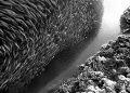  twister sardines reef edge  